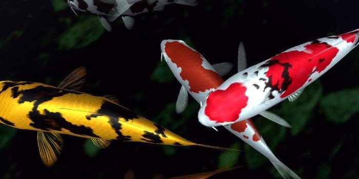 1024x768 Koi Fish Wallpapers