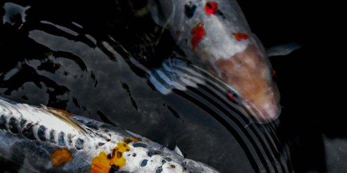 1000x1500 Koi Carp Pictures | Download Free