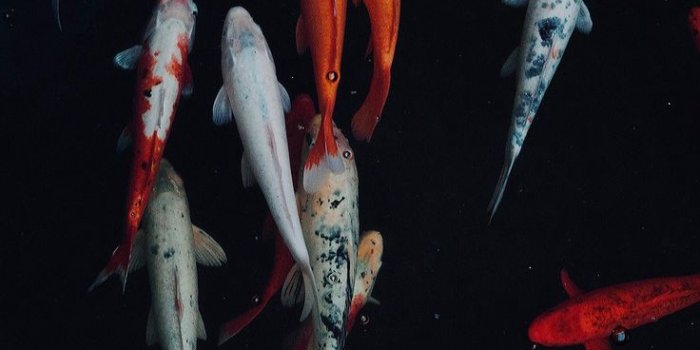 736x1308 Koi fish | Koi wallpaper, Fish