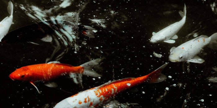 1080x1920 Download free Koi Fish Pond Iphone