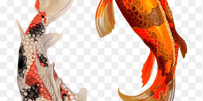 800x1119 Koi Fish Images Free Photos, PNG