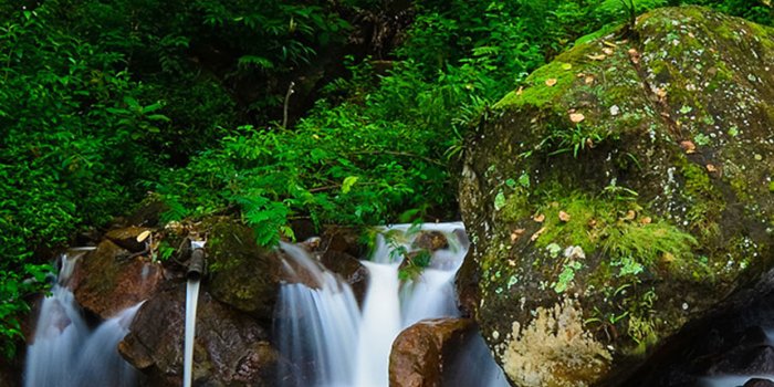 1242x2208 Sri Lanka forest Wallpaper for iPhone
