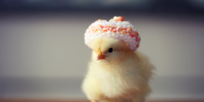 1920x1200 Download Animal Chicken HD Wallpaper