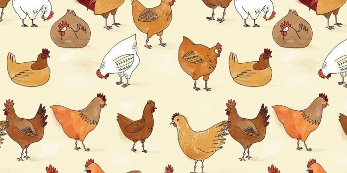 1000x1414 Cute Chicken Wallpaper - 1080p, Desktop