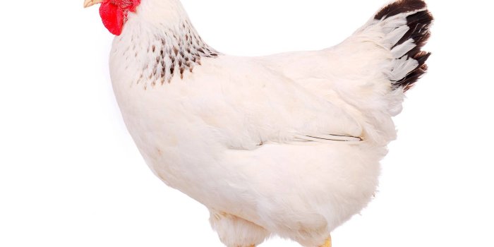 1920x1868 100+] Hen Wallpapers | Wallpapers.com