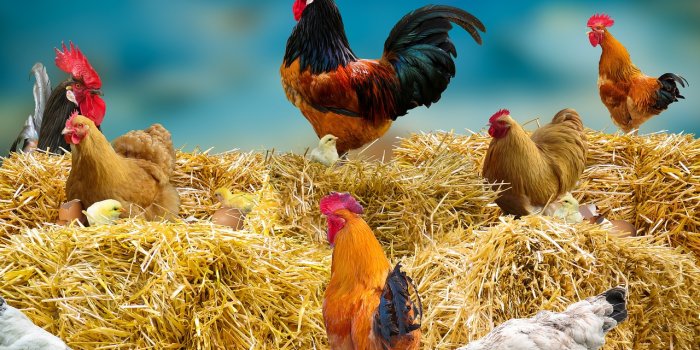 1280x853 Chicken Poultry Hay Farm - Free photo
