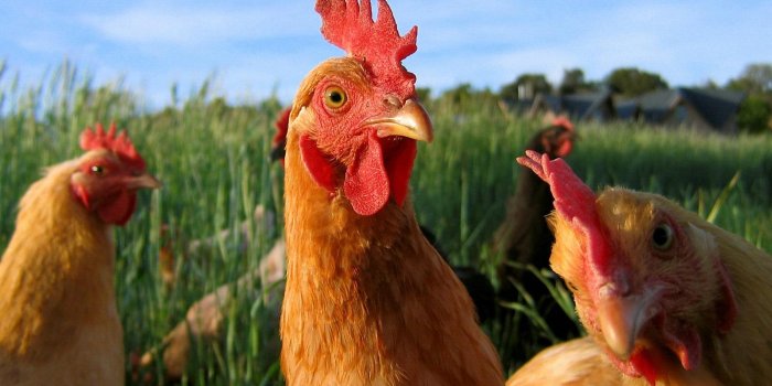 1600x1100 Cute Chicken Wallpapers