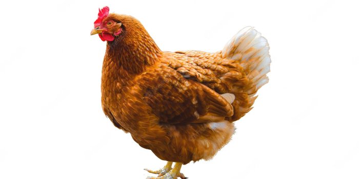 1920x1272 300+] Chicken Wallpapers | Wallpapers.com