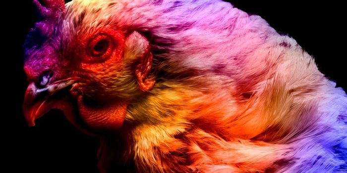 768x1024 Chicken Wallpaper 4K, Colorful, Black