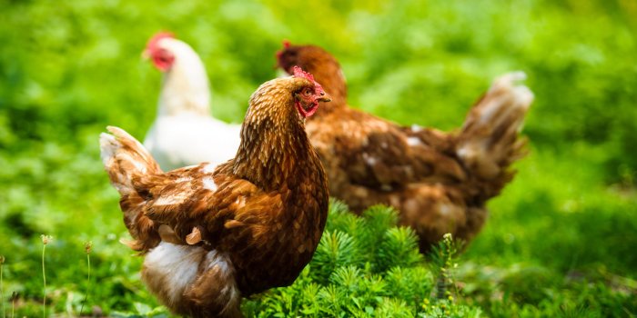 1920x1278 My Chickens HD Wallpapers New Tab Theme