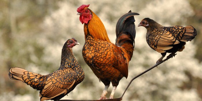 1920x1219 300+] Chicken Wallpapers | Wallpapers.com