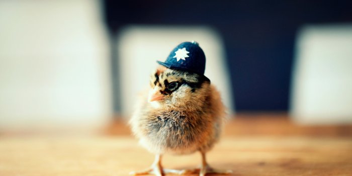 1920x1200 Golden Rooster: HD Wallpaper