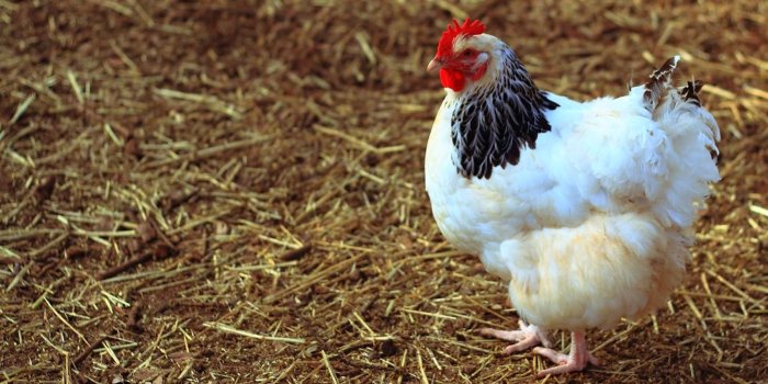 1600x900 Hen Wallpapers