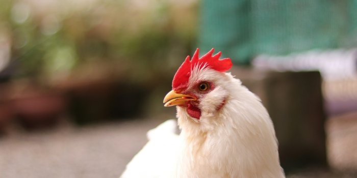 1000x1500 Best 100+ Chicken Pictures | Download