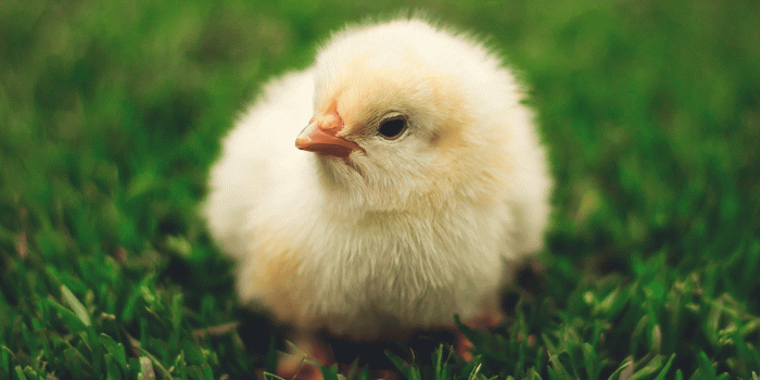 1200x675 Tips for Raising Chickens: The Pet That