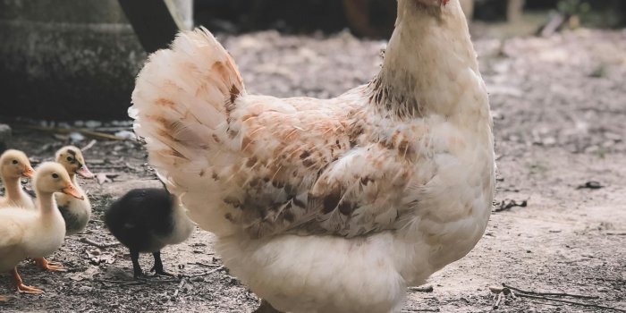 2319x3092 Chickens Photos, Download The BEST Free