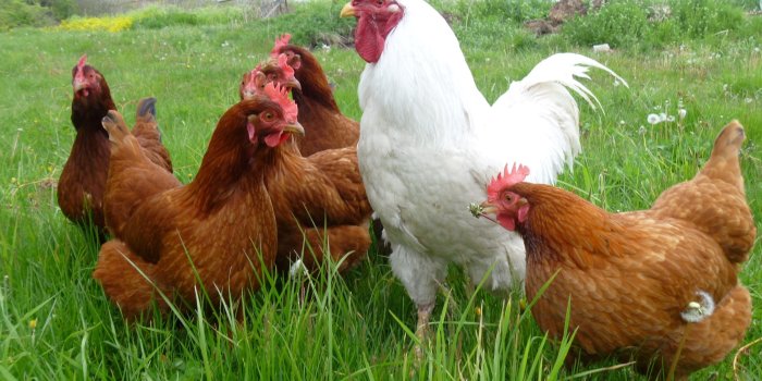 2560x1920 Hen Wallpapers