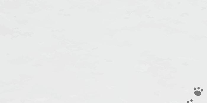 800x1422 Iphone Wallpaper Dog Images | Free