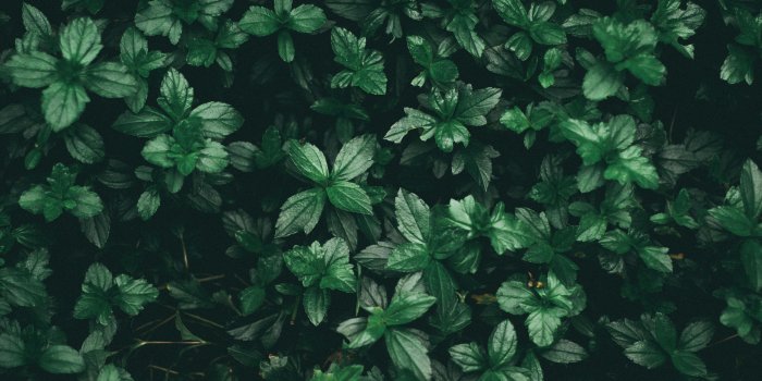 6000x4000 Green Wallpaper Photos, Download The