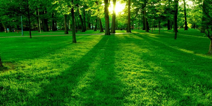 1920x1080 Green wallpapers for your phone, free