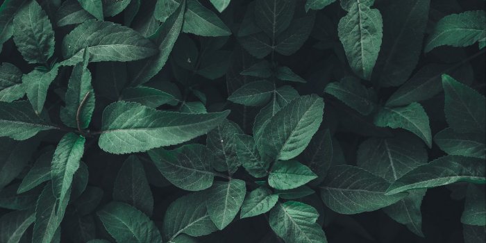 1366x768 Download wallpaper 1366x768 leaves
