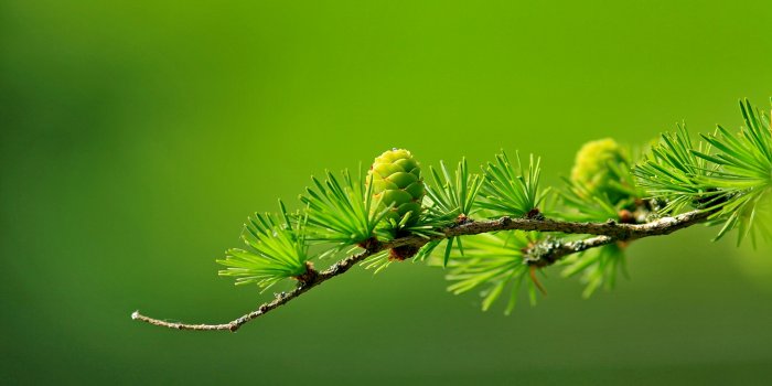 4752x3168 Green Wallpaper Photos, Download The