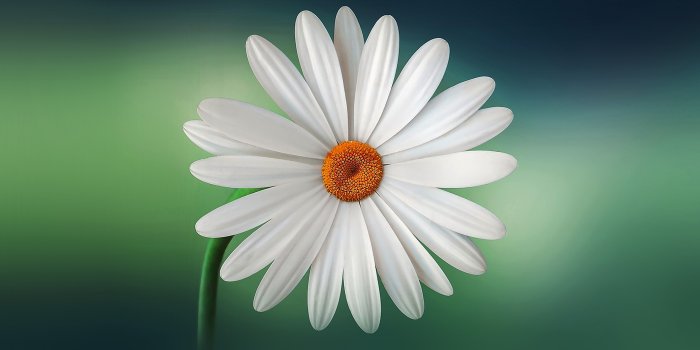 2560x1600 nl56-flower-blue-green-nature-green
