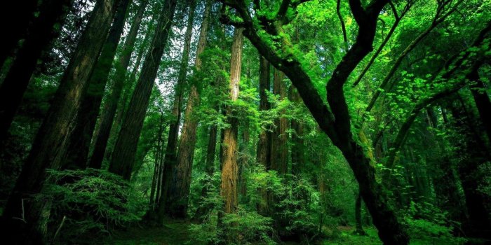 1920x1080 Green Forest Desktop Laptop Wallpapers