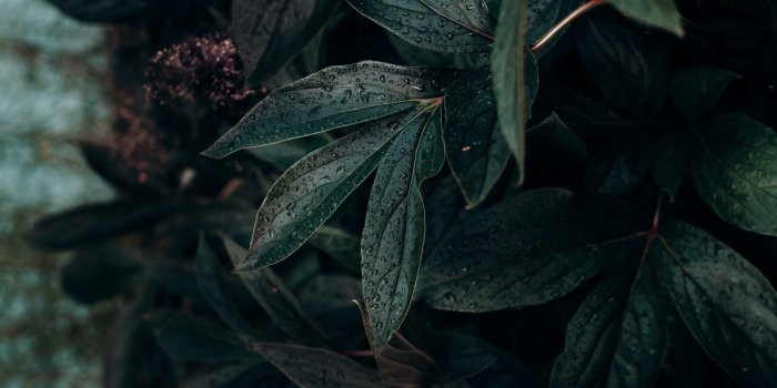 1920x1080 Top 23 Best Aesthetic Green Wallpapers