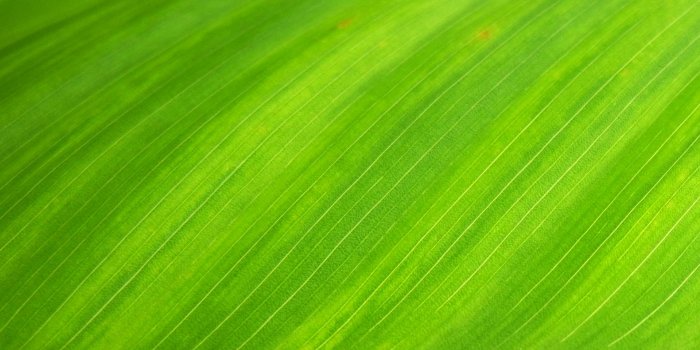1920x1080 Green Wallpaper Photos, Download The