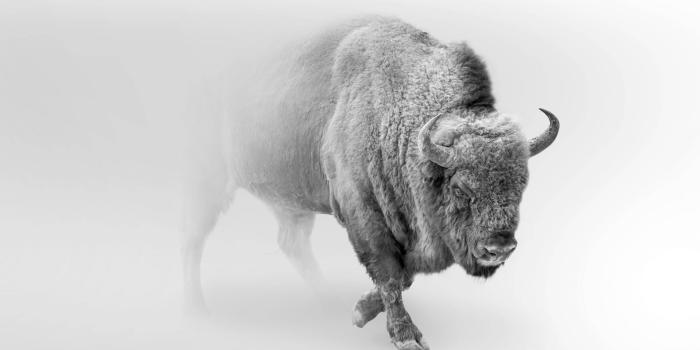 1920x1280 Bison black, white - Wallpaper