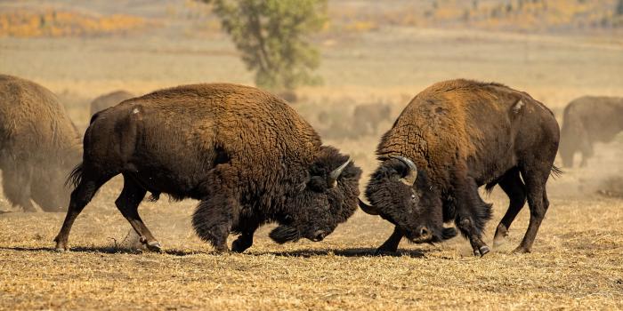 2048x1152 Fight Animal American Bison HD Wallpaper