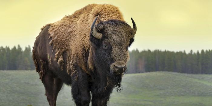 4928x3900 Bison Images Free 96,000+ Vectors