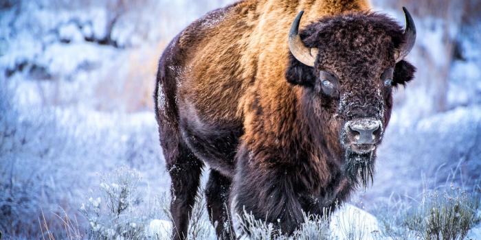 1608x1139 Bison - Wallpaper