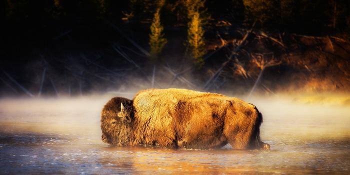 2000x1334 80+] American Bison Wallpapers