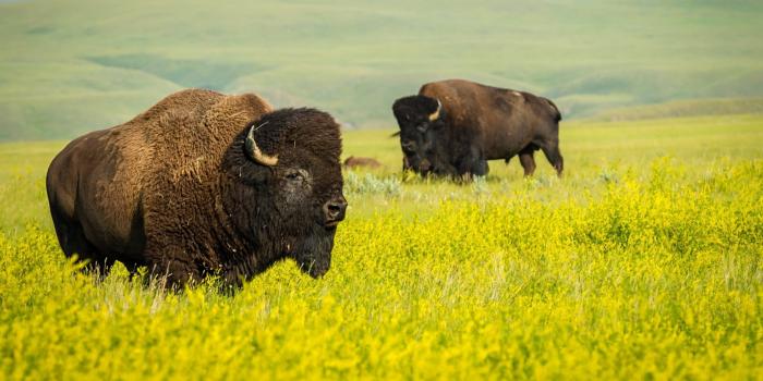 3840x2160 Wallpaper field, animals, land, plant