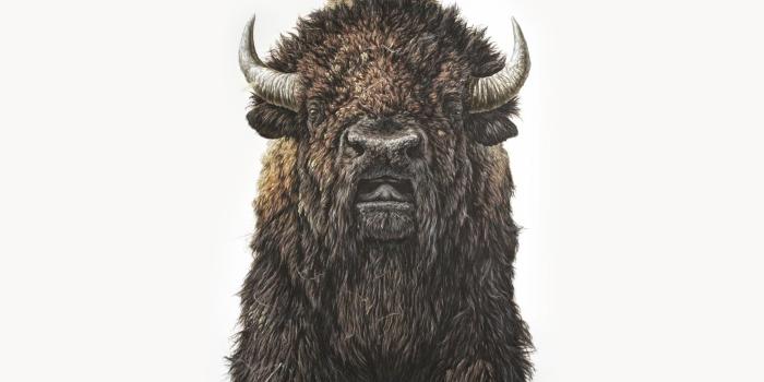 2844x1600 HD wallpaper: bison, George Boorujy