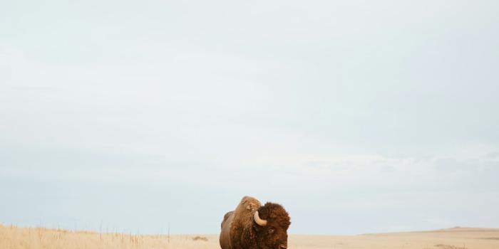 1000x1499 100+ Bison Pictures | Download Free