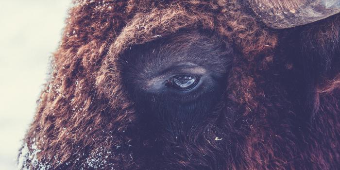 3840x5760 Bison Photos, Download The BEST Free