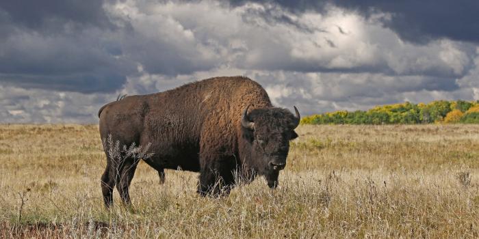 2048x1365 Animal American Bison HD Wallpaper