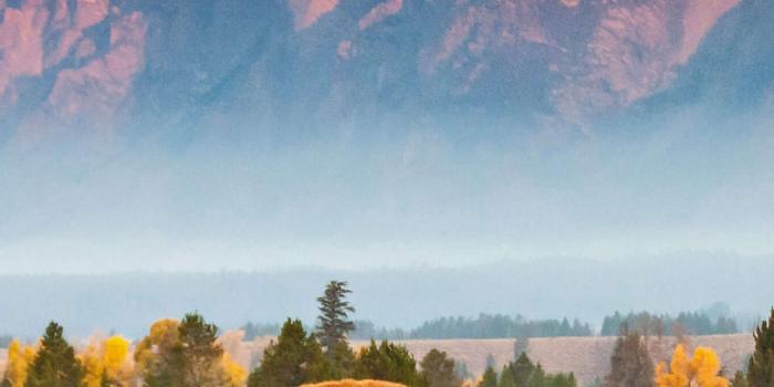 1440x2560 Wallpaper bison, Grand Teton National