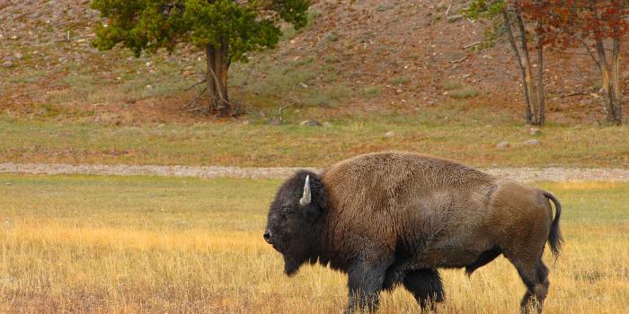 1920x1200 Bison Wallpaper picture - Animals Town