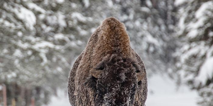 1080x1920 American bison Winter Snow forest 1080x1920