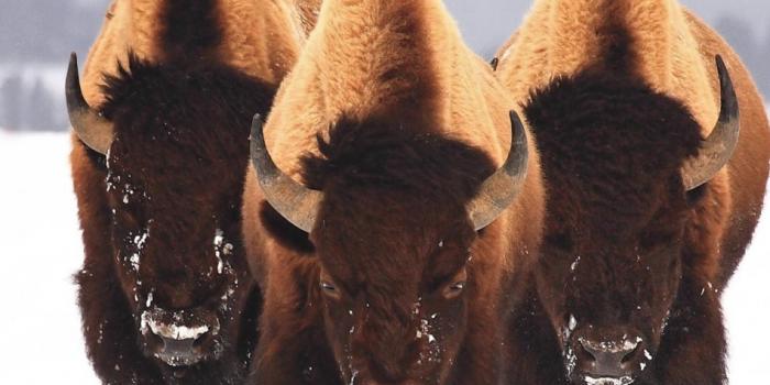 950x1534 Download wallpaper 950x1534 bison