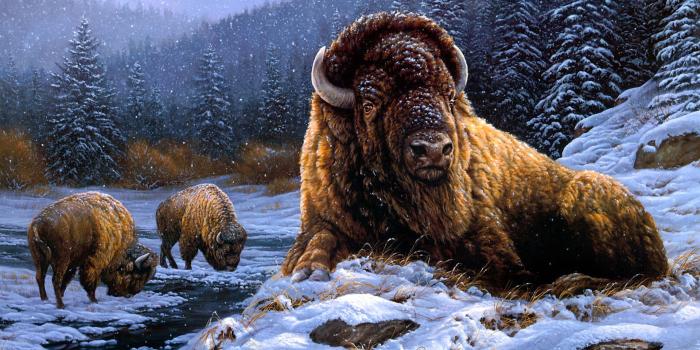 1920x1302 100+] Bison Wallpapers | Wallpapers.com