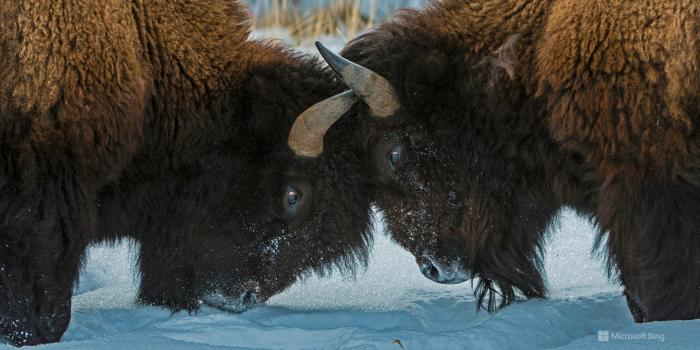 1920x1200 American bison, Yellowstone National