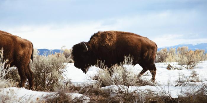 2560x1600 American Bison Wallpapers - HD