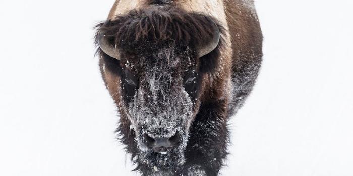 800x1201 Bull Bison Photos Images | Free Photos