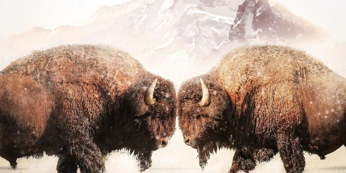 1332x850 American Bison Wallpapers