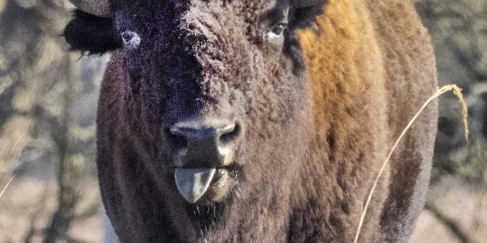 1080x1920 Bison Valentines